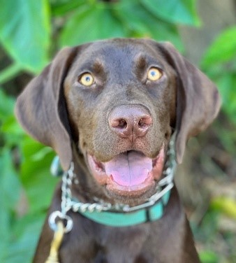 Chip Animal Assisted Therapy Dog